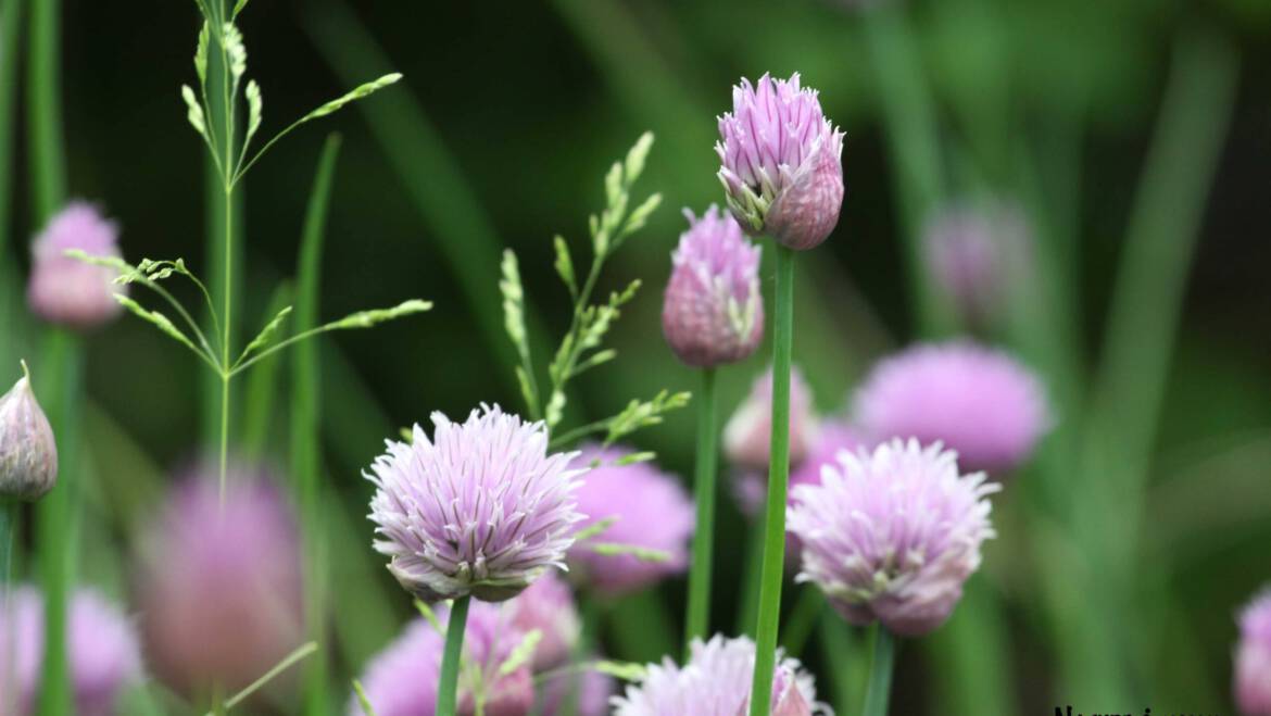 10 Misverstanden over HSP