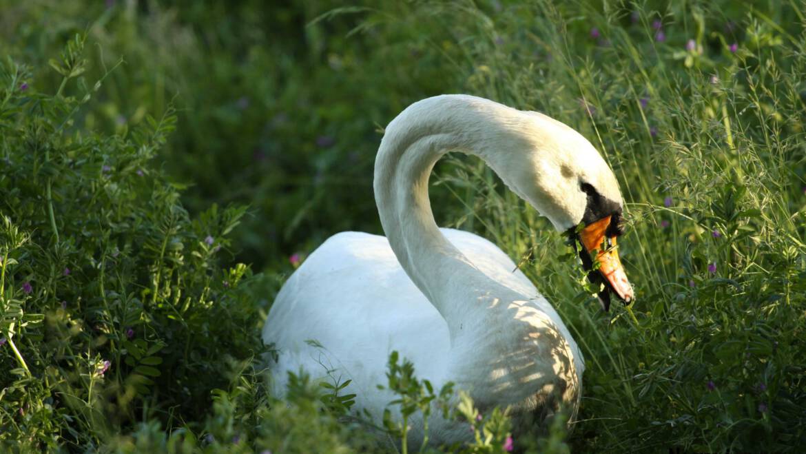 Hoogsensitief en Zelfbeeld